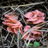 Pink Oyster 'Plant & Grow' Garden Block
